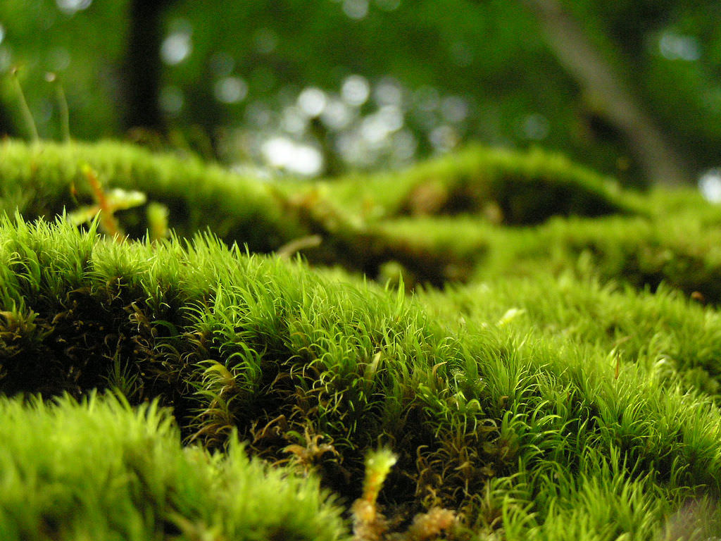 File:O Musgo (Sphagnum russowii) cobre formação rochosa em rio recorte.JPG  - Wikipedia