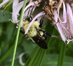 Bombus bimaculatus