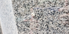 Menemerus bivittatus