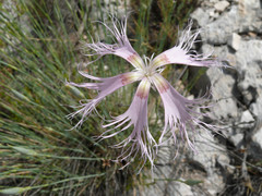 Dianthus broteri