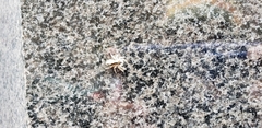 Menemerus bivittatus