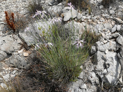 Dianthus broteri