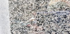 Menemerus bivittatus