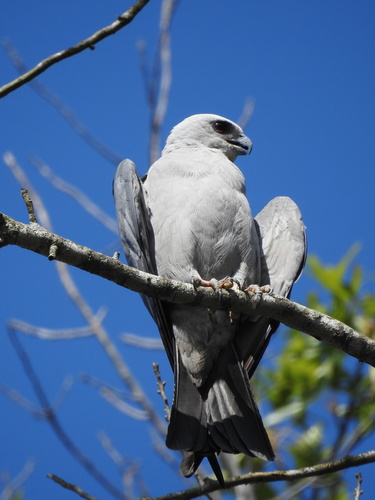 Mississippi Kite