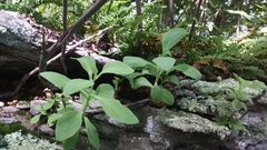 Hylotelephium telephioides