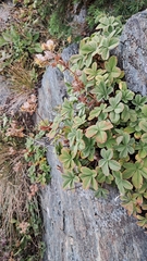 Potentilla brachypetala, photograph (c) Сергей Грабчак, some rights reserved (CC BY)
