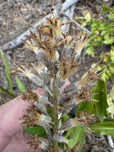 Image of Rainiera stricta by no rights reserved