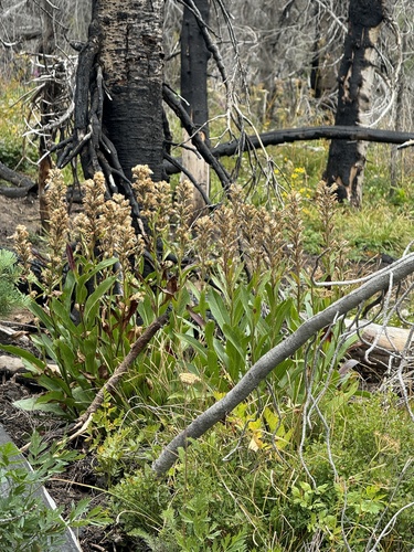 Image of Rainiera stricta by no rights reserved