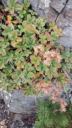 Potentilla brachypetala, photograph 5