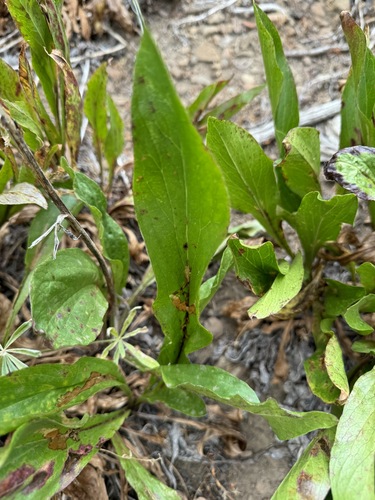 Image of Rainiera stricta by no rights reserved