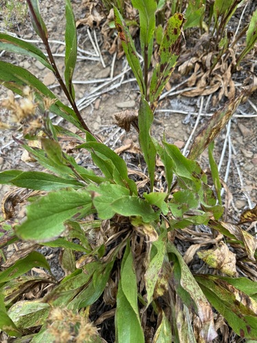 Image of Rainiera stricta by no rights reserved