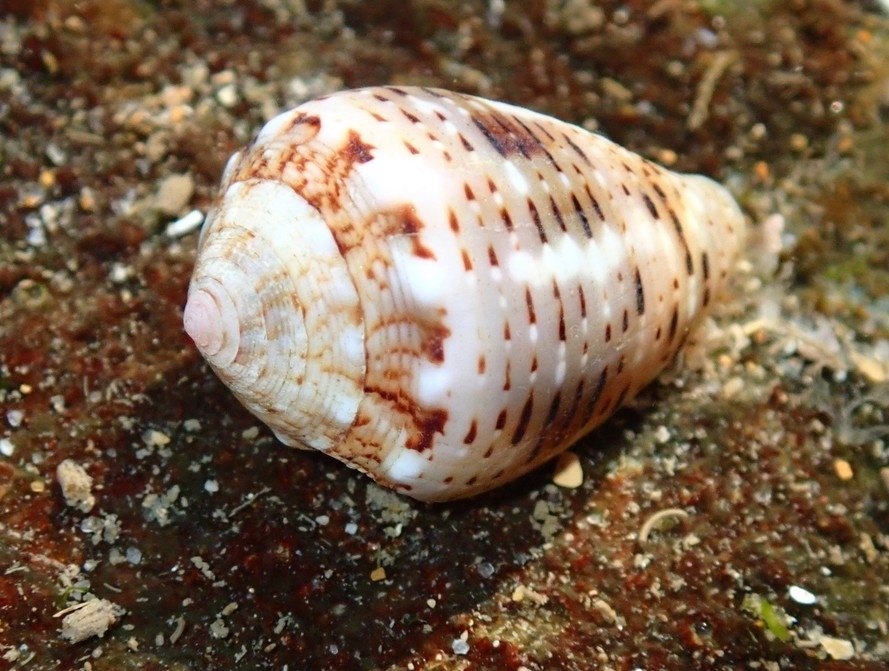 Coronated Cone