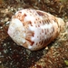 Conus coronatus - Photo (c) Emily Sonter, algunos derechos reservados (CC BY-NC), subido por Emily Sonter