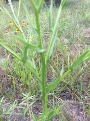 Helenium elegans