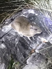 Thrichomys apereoides