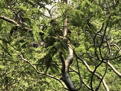Glaucidium palmarum