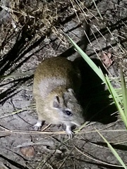 Thrichomys apereoides