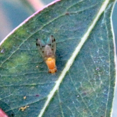 Homoneura occidentalis