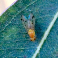 Homoneura occidentalis