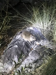 Thrichomys apereoides