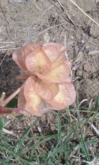 Tripterocalyx micranthus