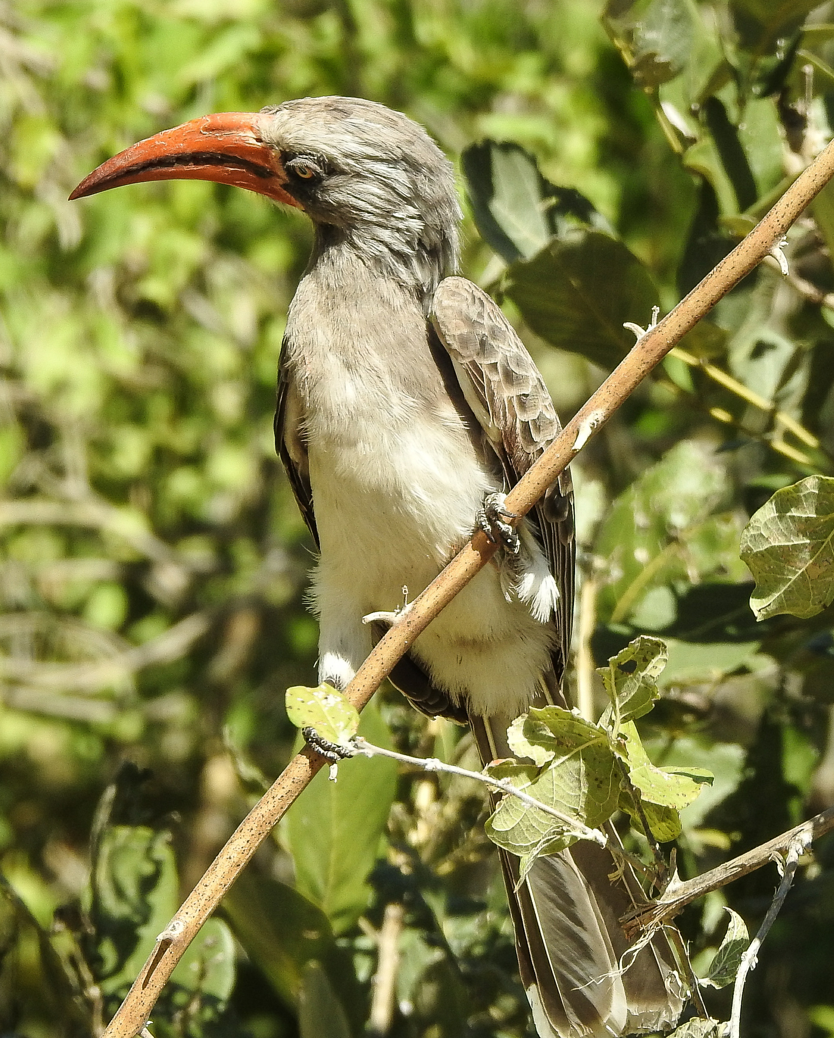 Lophoceros bradfieldi (Roberts, 1930)