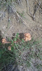 Tripterocalyx micranthus