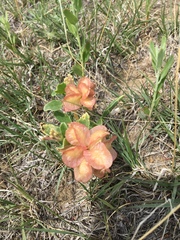 Tripterocalyx micranthus