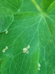 Longicaudus trirhodus