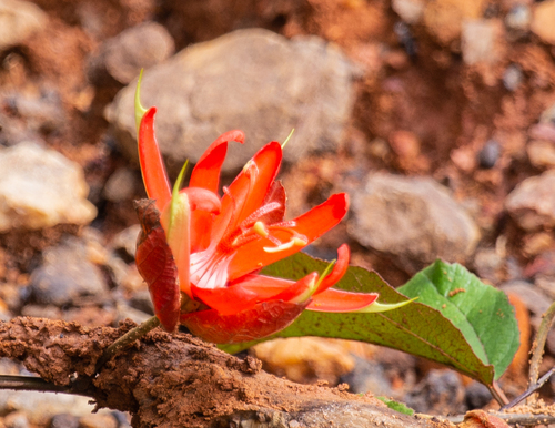 Scarlet passionflower (Passiflora coccinea)