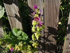 Malva sylvestris