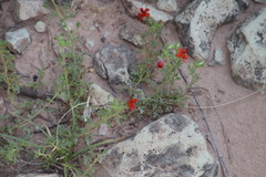 Jamesbrittenia aurantiaca