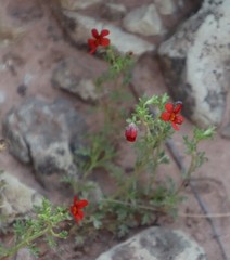 Jamesbrittenia aurantiaca