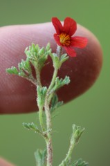 Jamesbrittenia aurantiaca