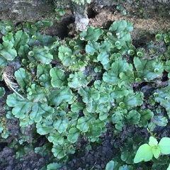 Marchantia polymorpha