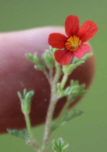 Image of Jamesbrittenia aurantiaca by (c) Tony Rebelo, some rights reserved (CC BY-SA)