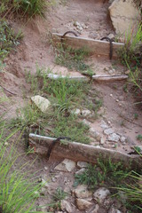 Jamesbrittenia aurantiaca