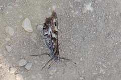 Hipparchia pellucida