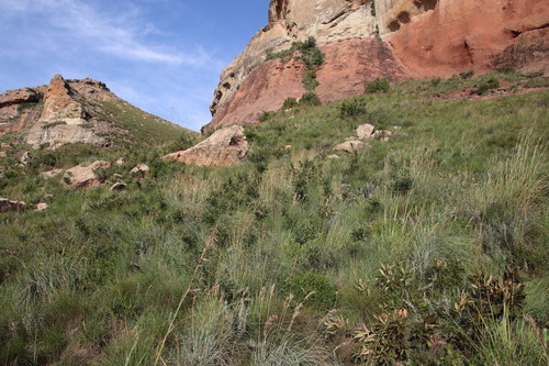 Free State Golden-Pea (Calpurnia reflexa)