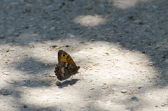 Hipparchia pellucida