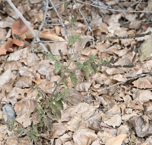iNaturalist observation photo of western vervain