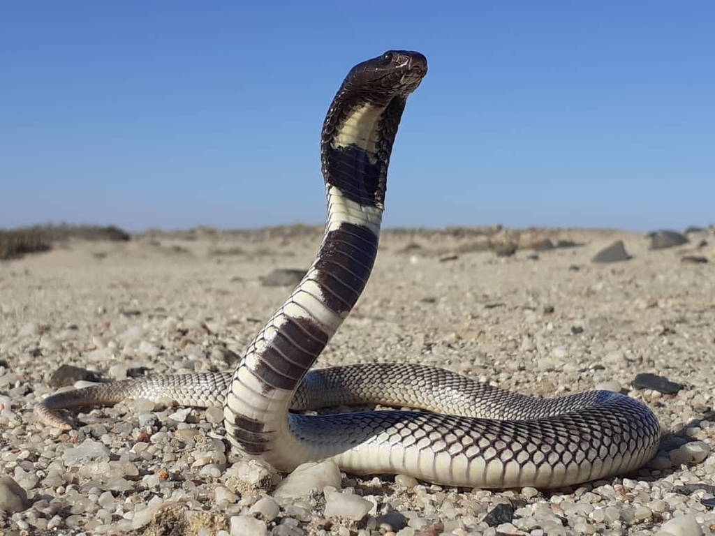 Angolan Coral Snake from Wlotzkasbaken, Namibia on August 22, 2024 at ...