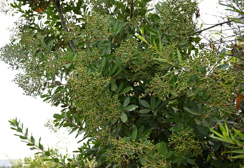 iNaturalist observation photo of Toyon
