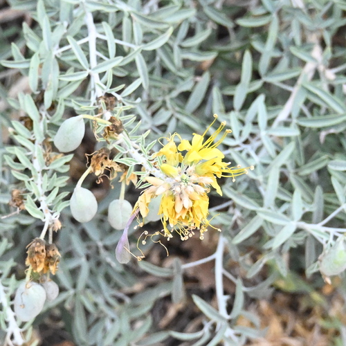 iNaturalist observation photo of Bladderpod