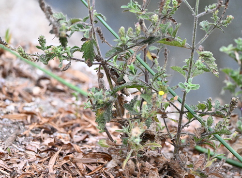 iNaturalist observation photo of western vervain