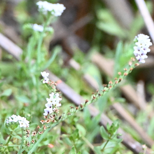iNaturalist observation photo of alkali heliotrope