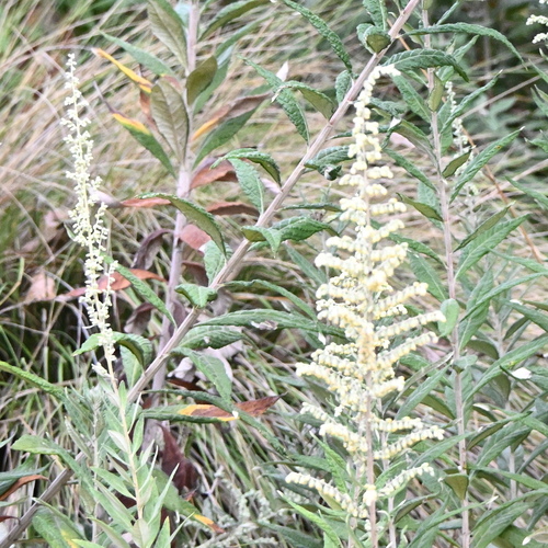 iNaturalist observation photo of California mugwort