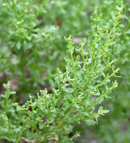 iNaturalist observation photo of coyote brush