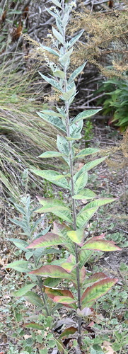 iNaturalist observation photo of California mugwort