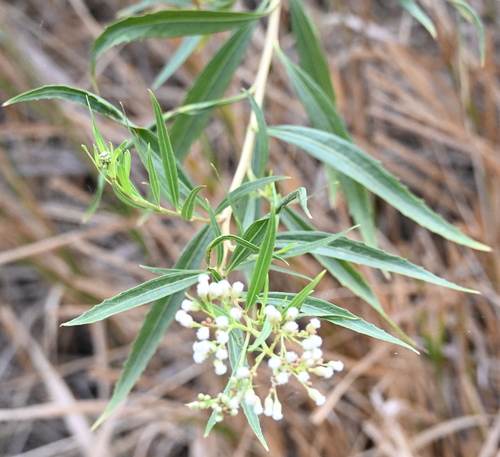 iNaturalist observation photo of mule fat